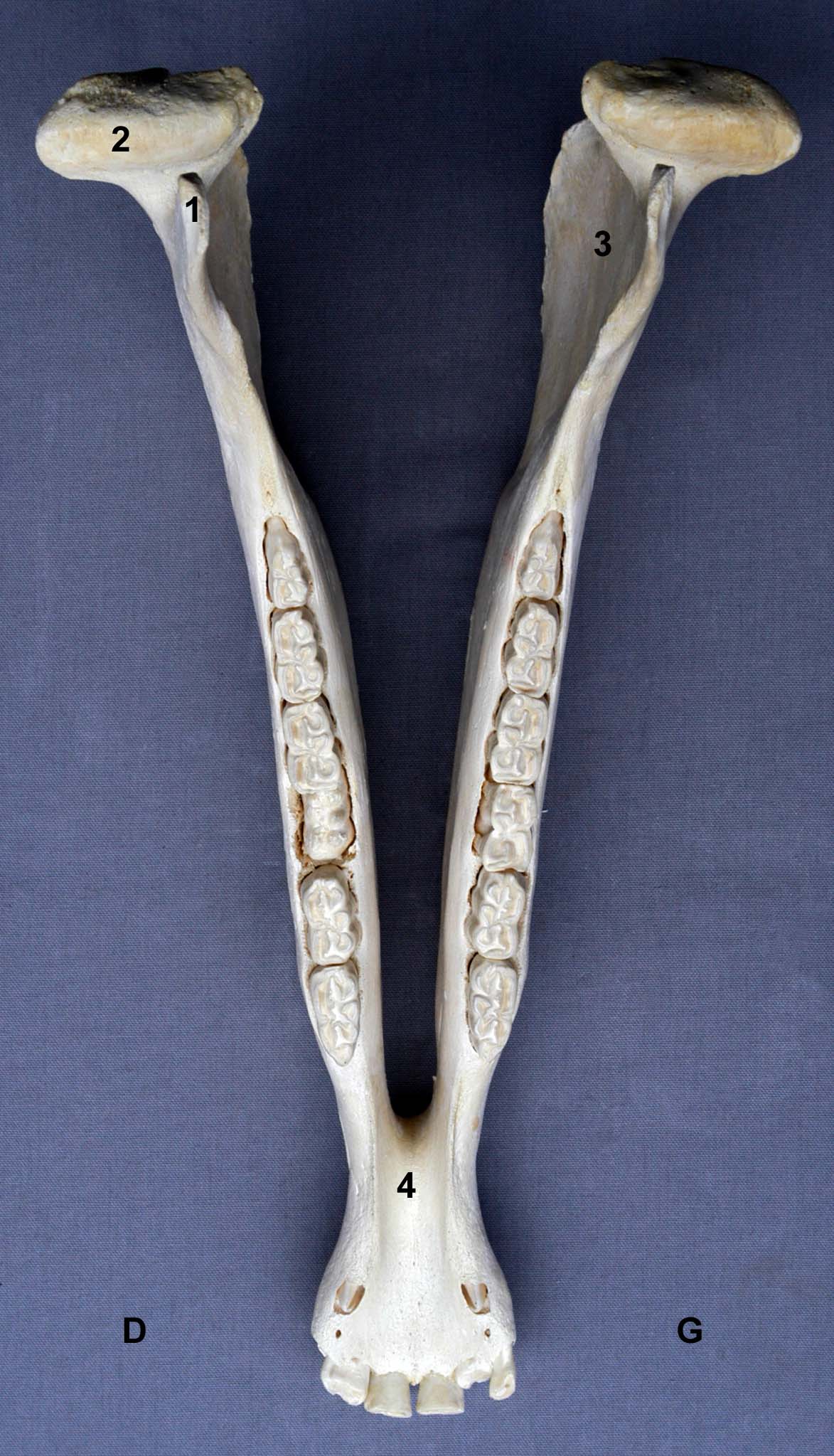 mandibule de cheval vue dorsale