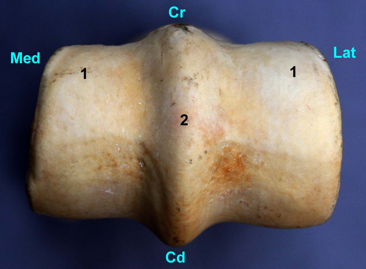 métacarpe de cheval vue distale