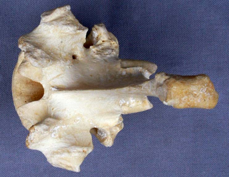 vertèbre thoracique XIII de bovin vue latérale