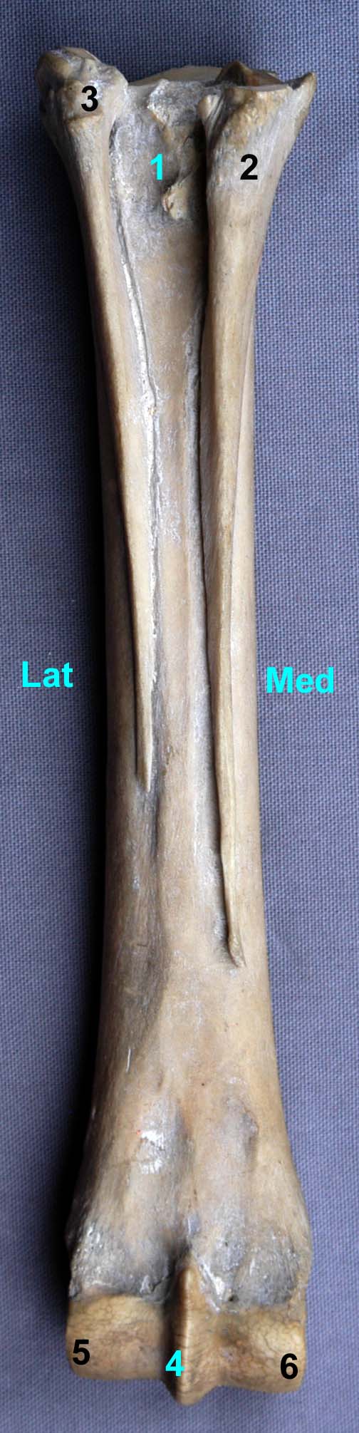 métatarse de cheval vue plantaire