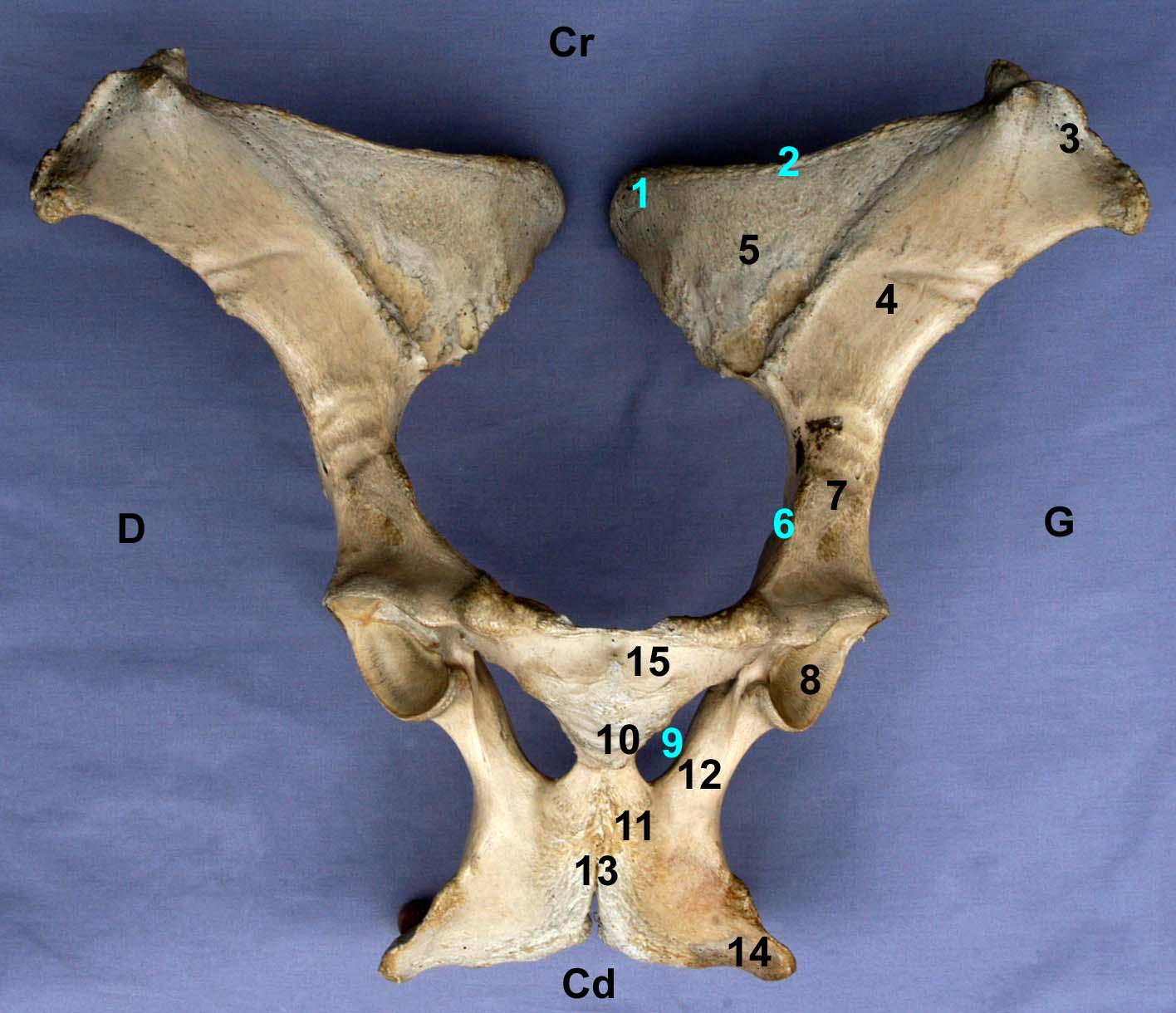 os coxal de cheval vue ventrale