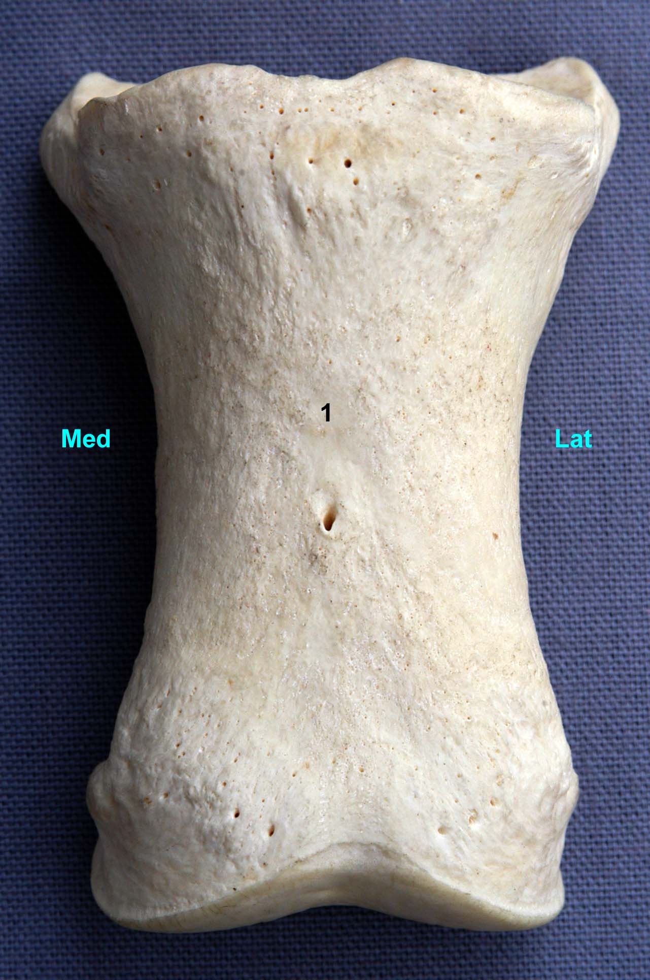 phalange proximale de cheval vue dorsale
