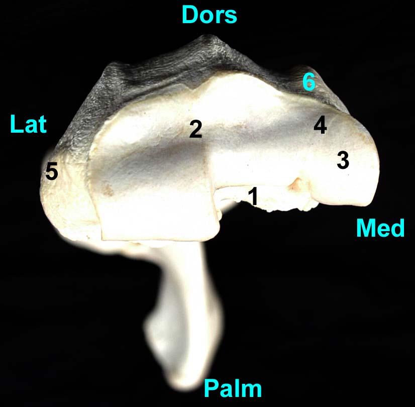radius-ulna de cheval vue distale
