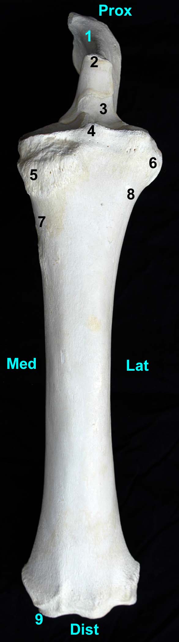 radius-ulna de cheval vue dorsale
