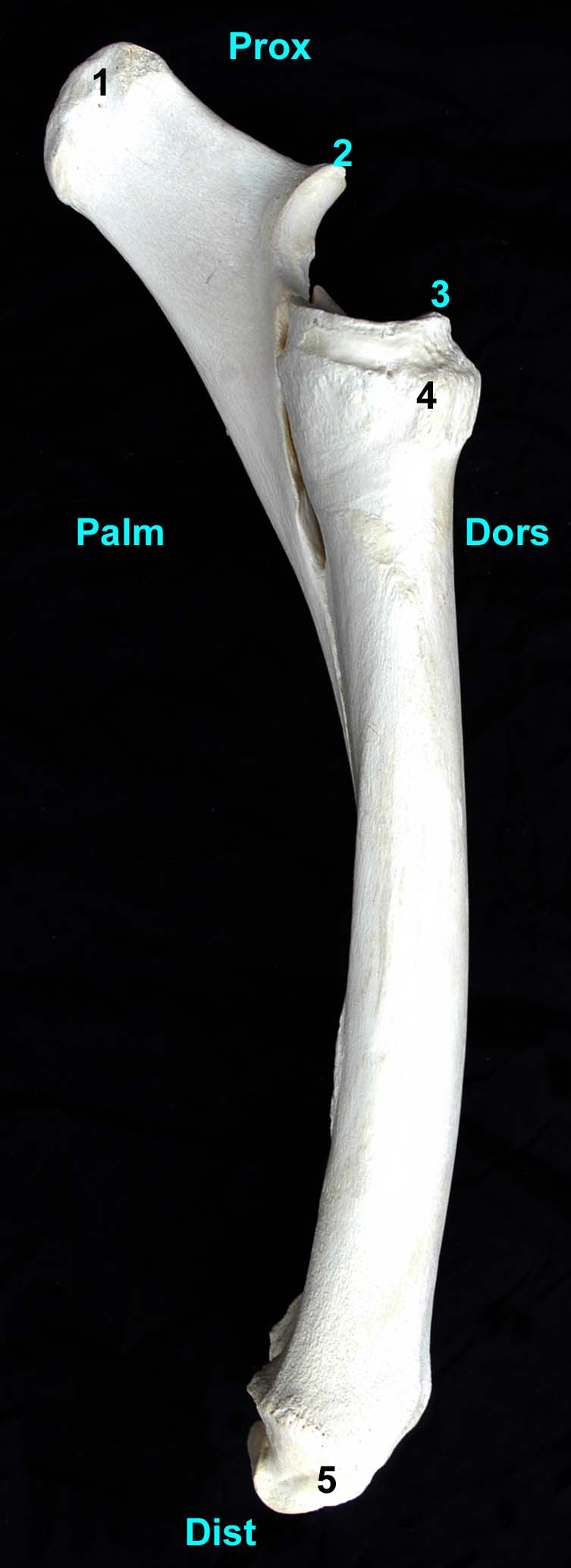 radius-ulna de cheval vue médiale