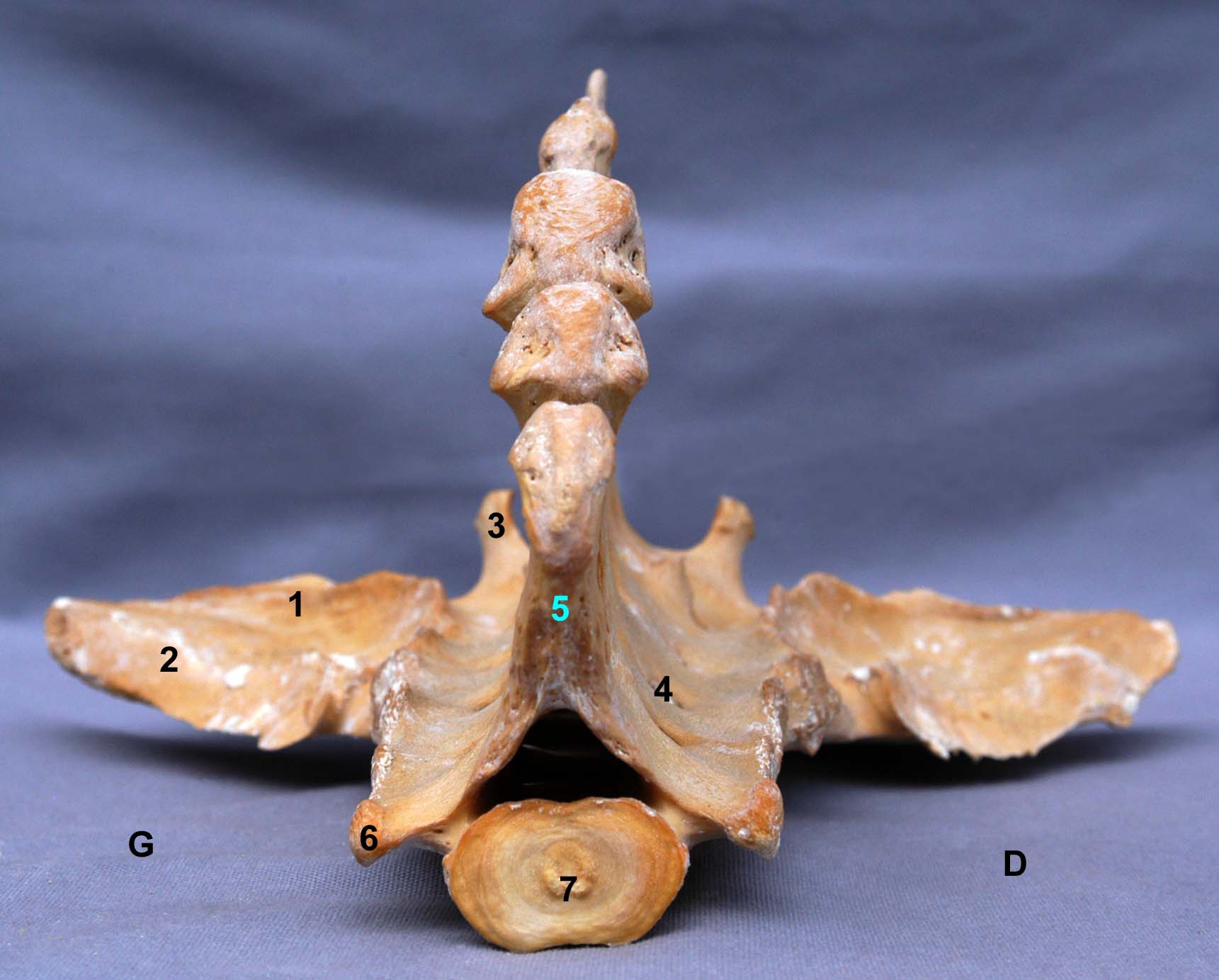 os sacrum de cheval vue caudale