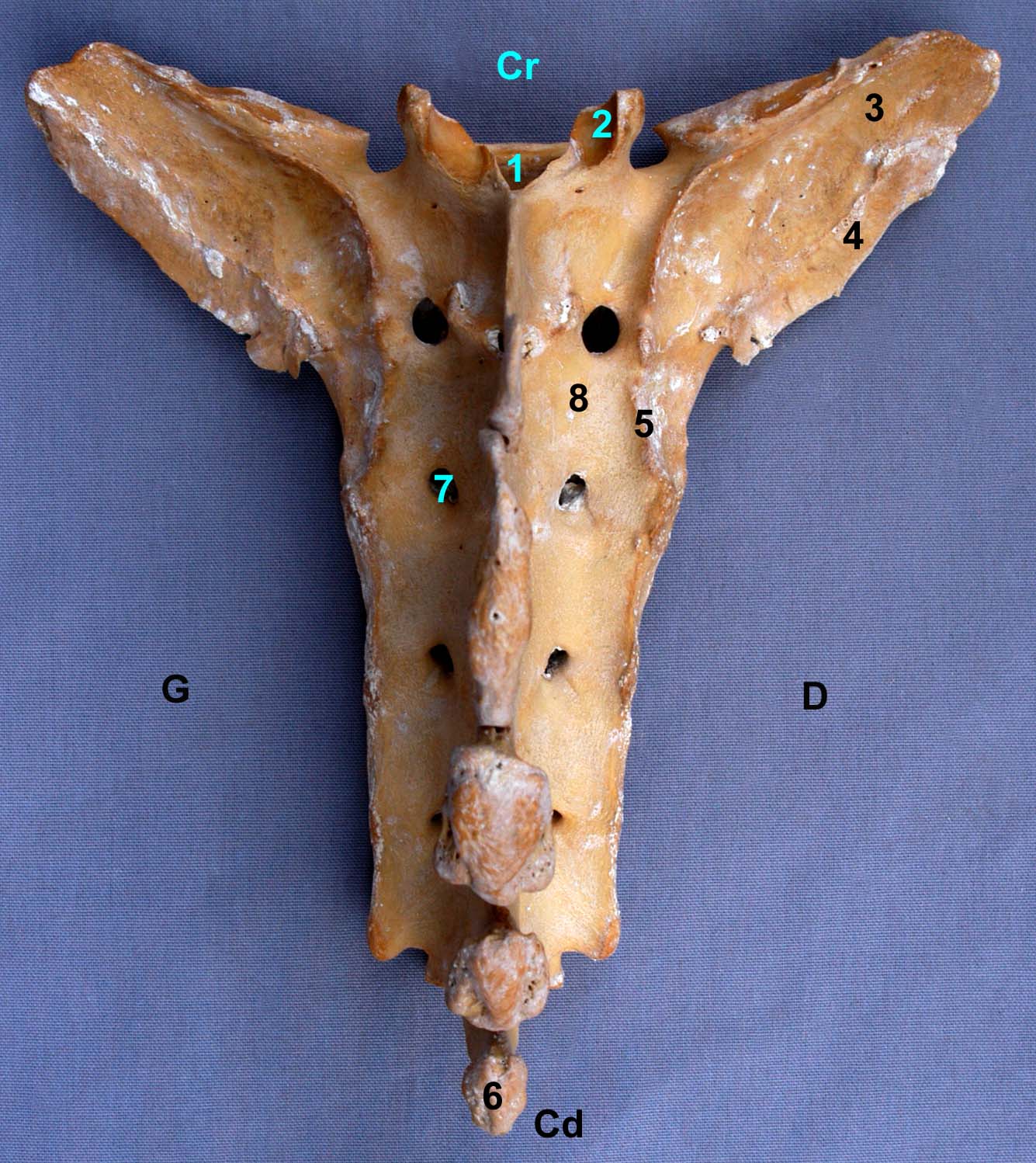 os sacrum de cheval vue dorsale