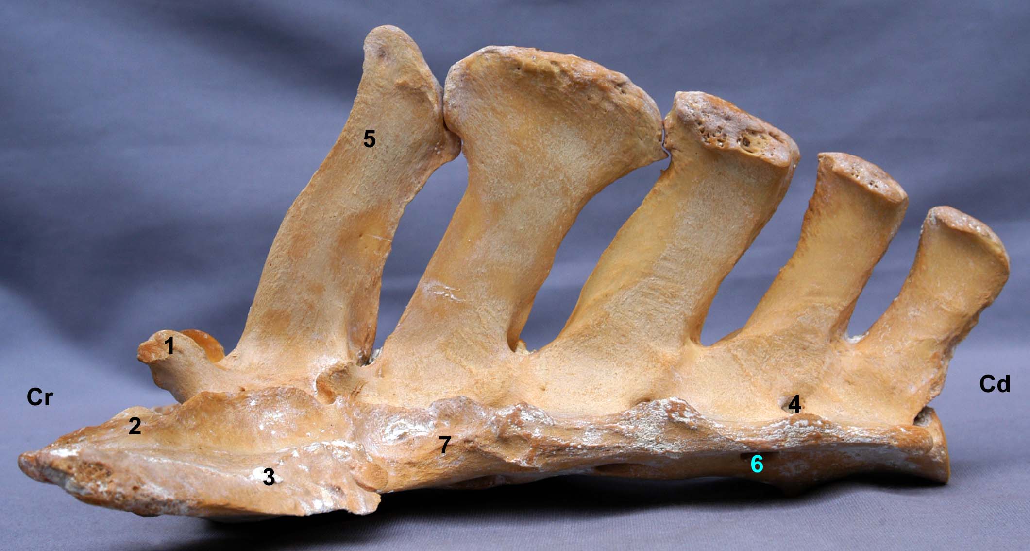os sacrum de cheval vue latérale