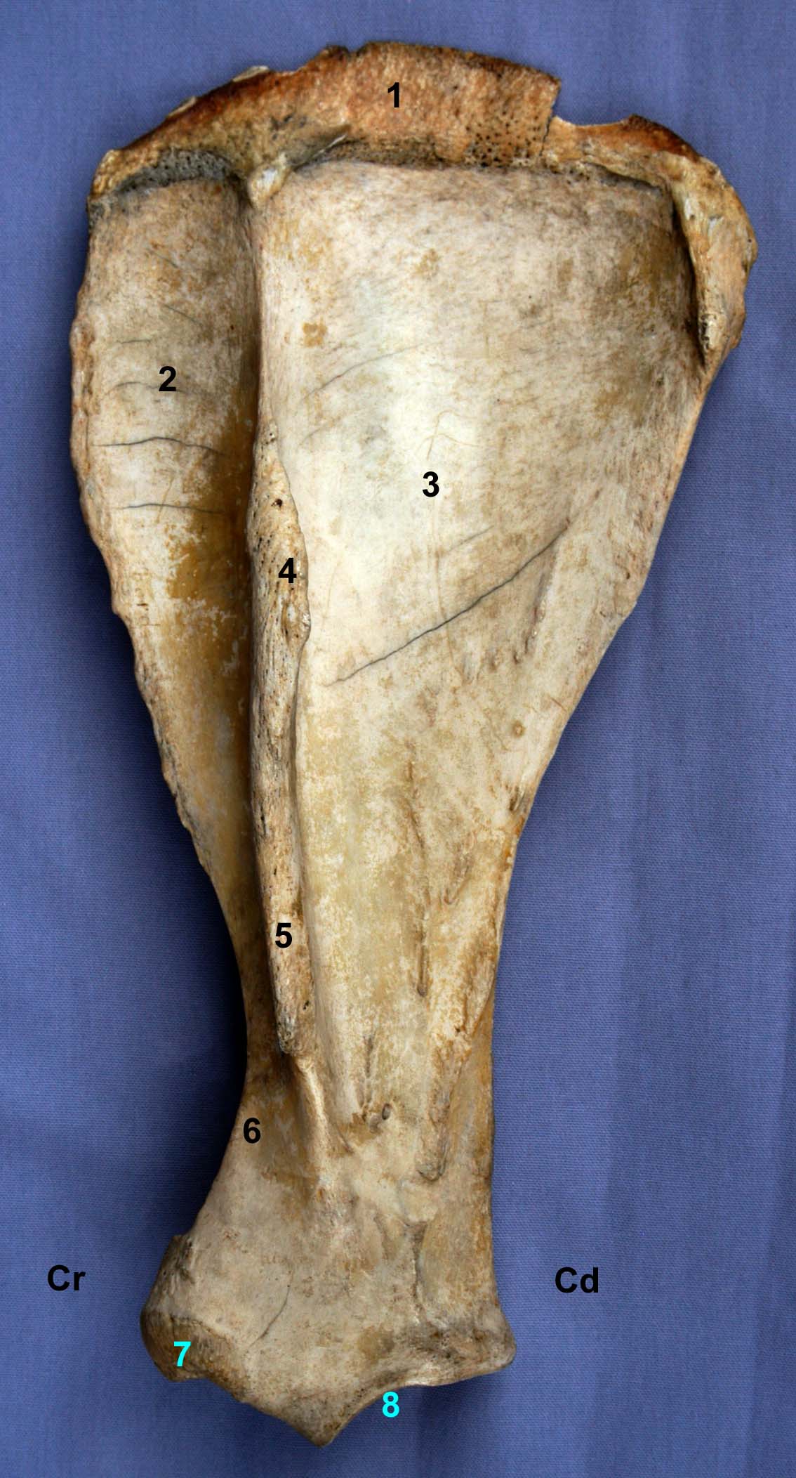 scapula de cheval vue latérale