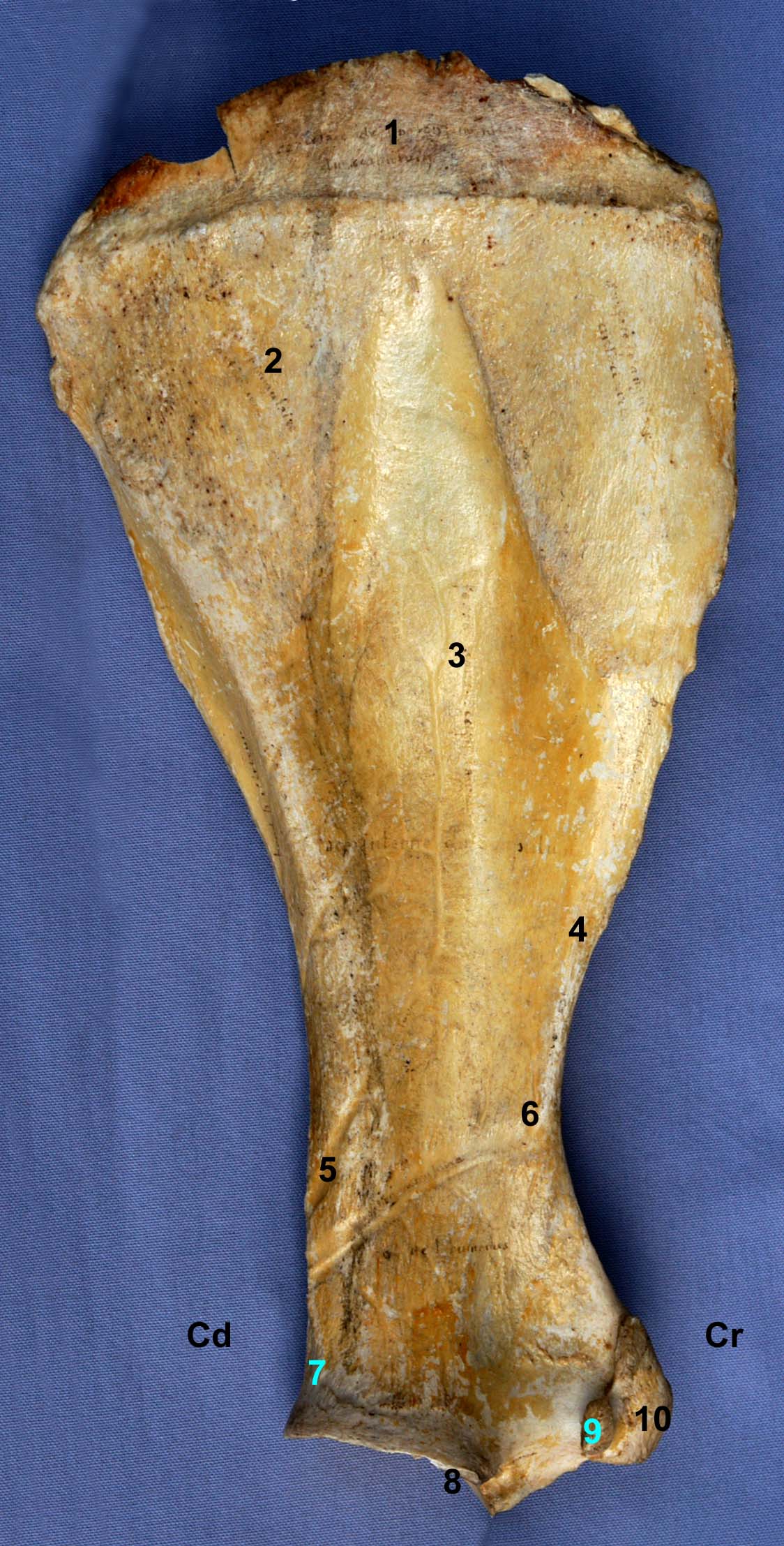 scapula de cheval vue médiale