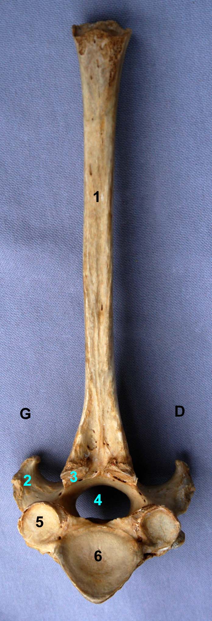 vertèbre thoracique de cheval vue caudale