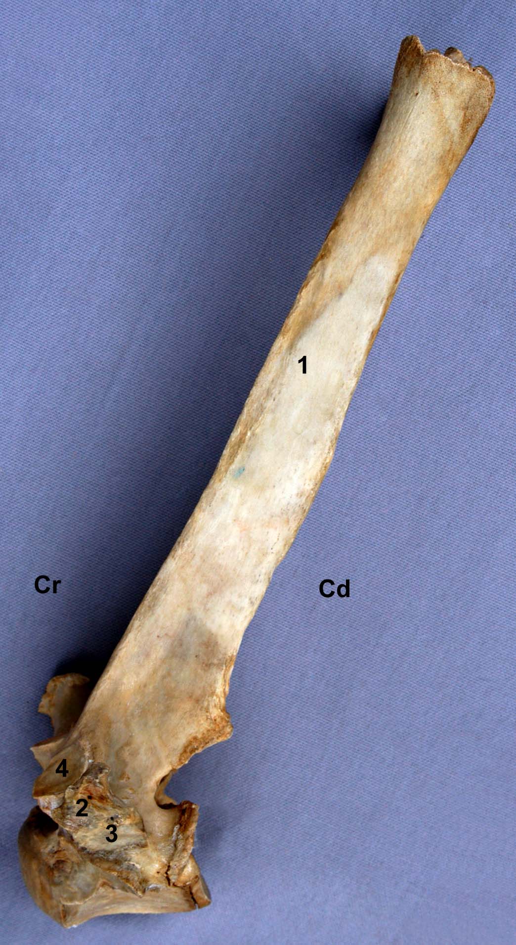 vertèbre thoracique de cheval vue latérale