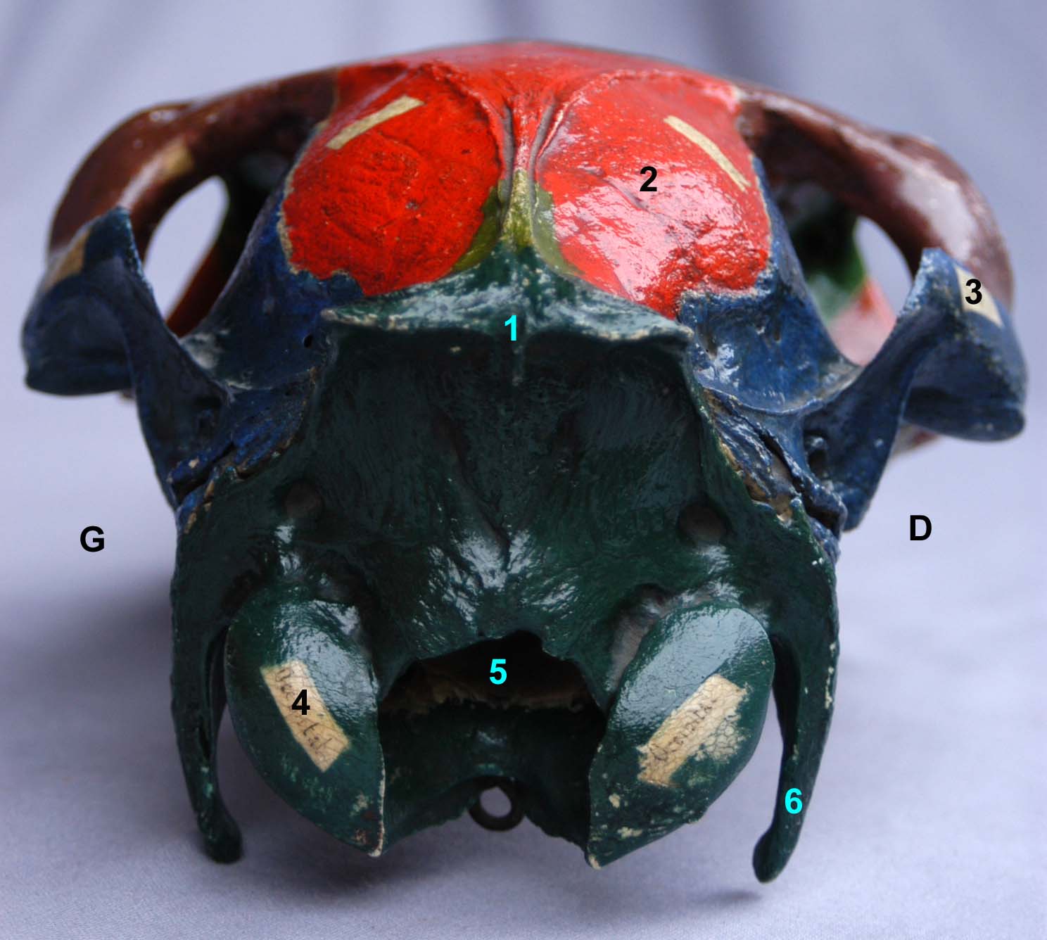 tête osseuse colorée de cheval face nuchale