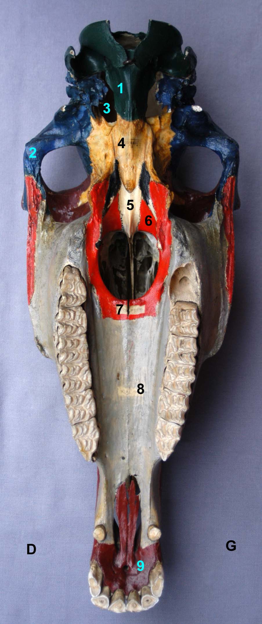 tête osseuse colorée de cheval vue ventrale