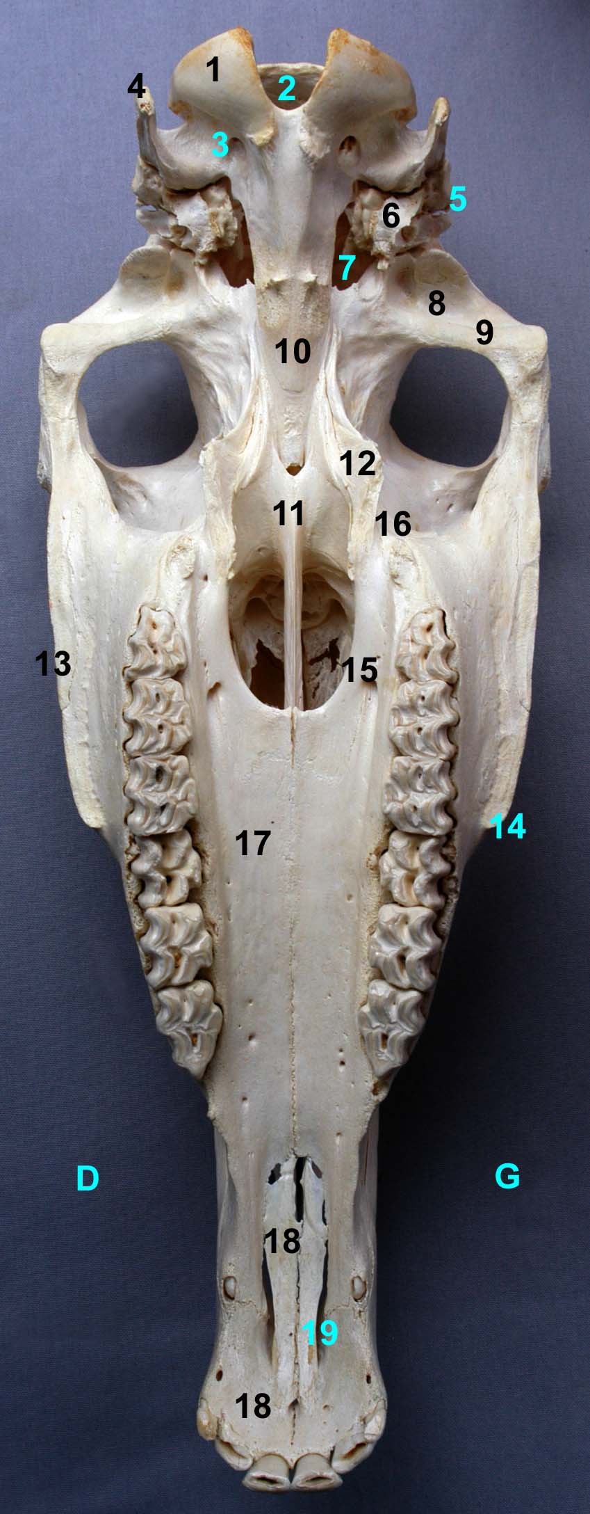tête osseuse de cheval vue ventrale