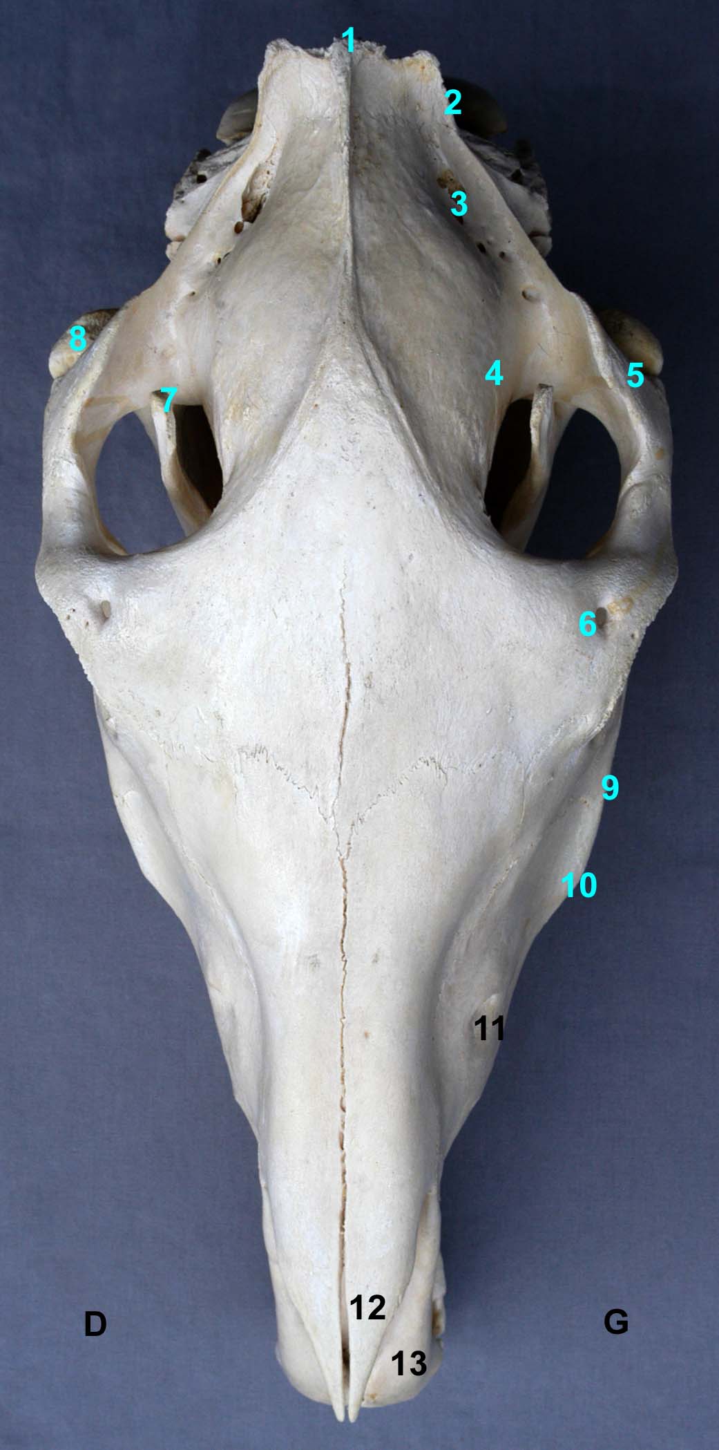 tête osseuse de cheval vue dorsale