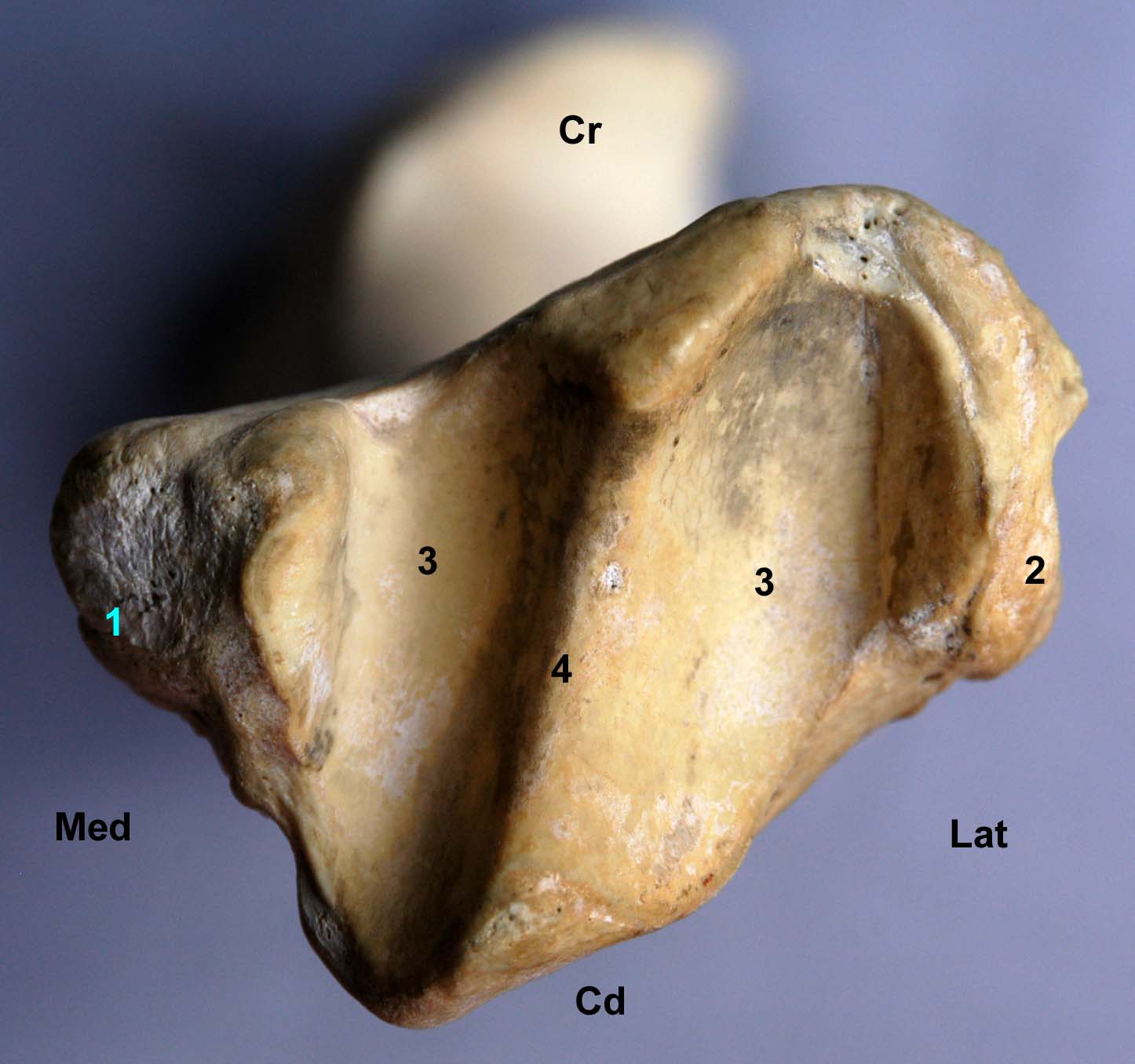 tibia de cheval vue distale