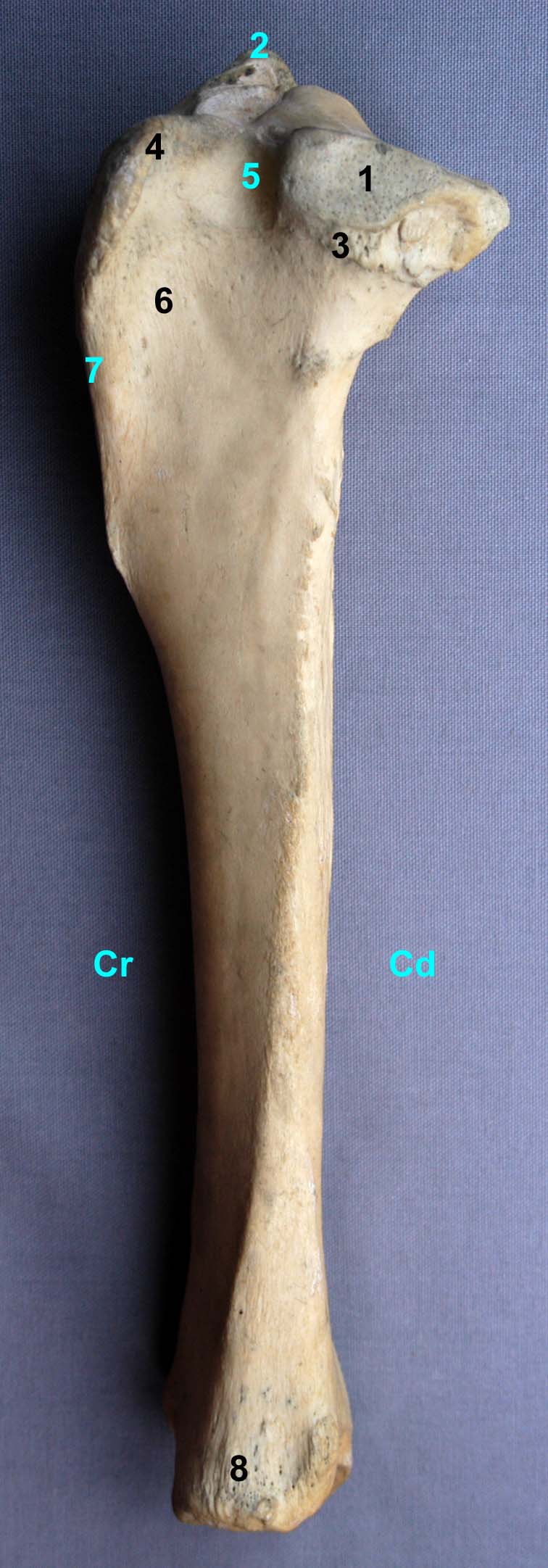 tibia de cheval vue latérale
