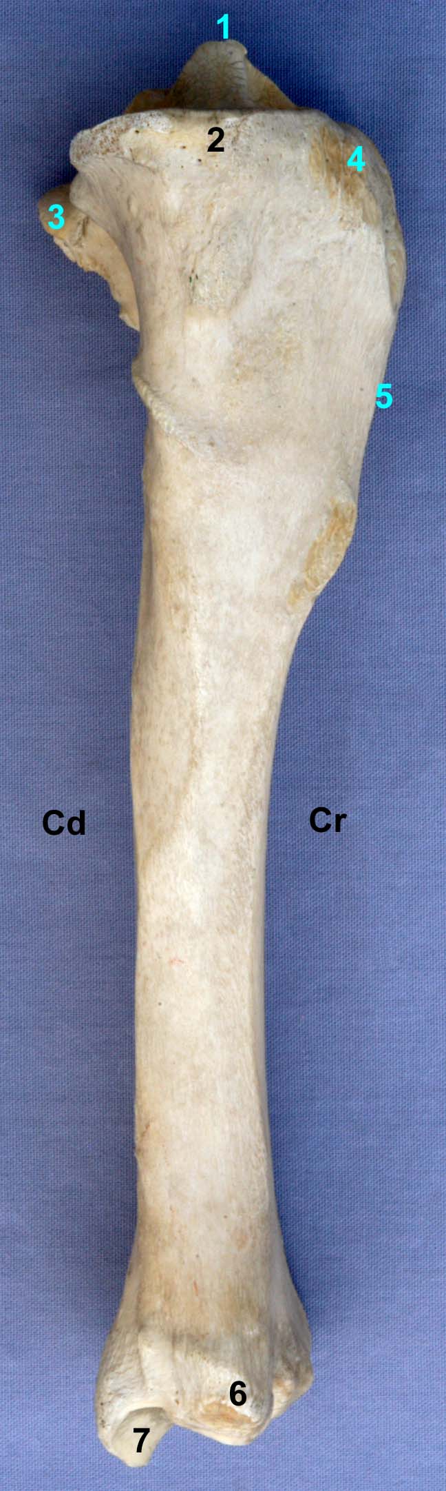 tibia de cheval vue médiale