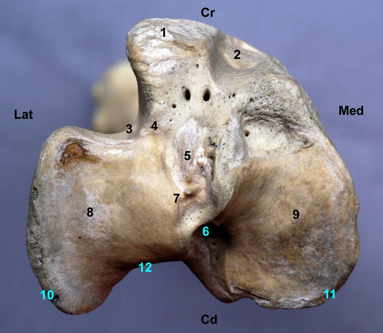 tibia de cheval vue proximale