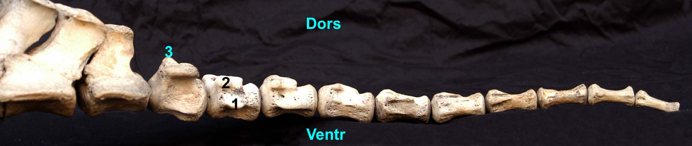 vertèbres caudales de cheval vue latérale