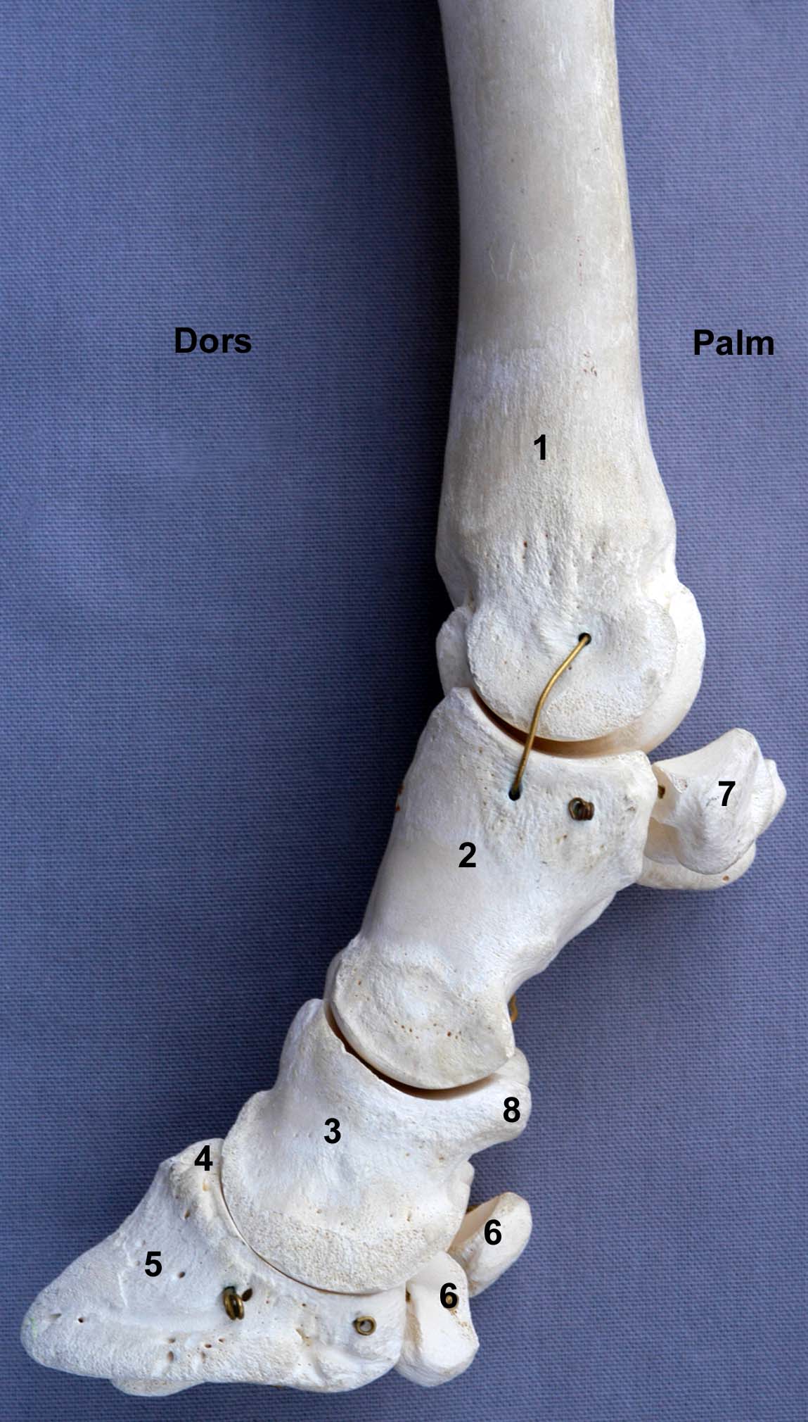 doigt de bovin vue latérale