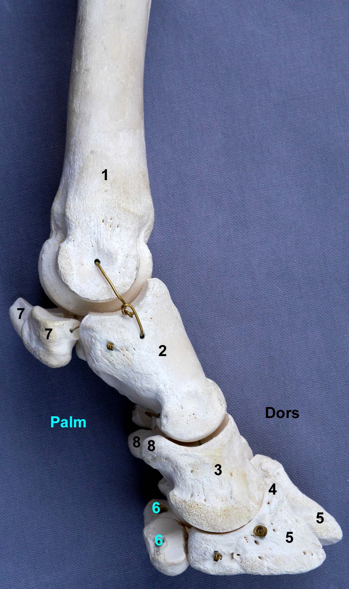 doigt de bovin vue médiale
