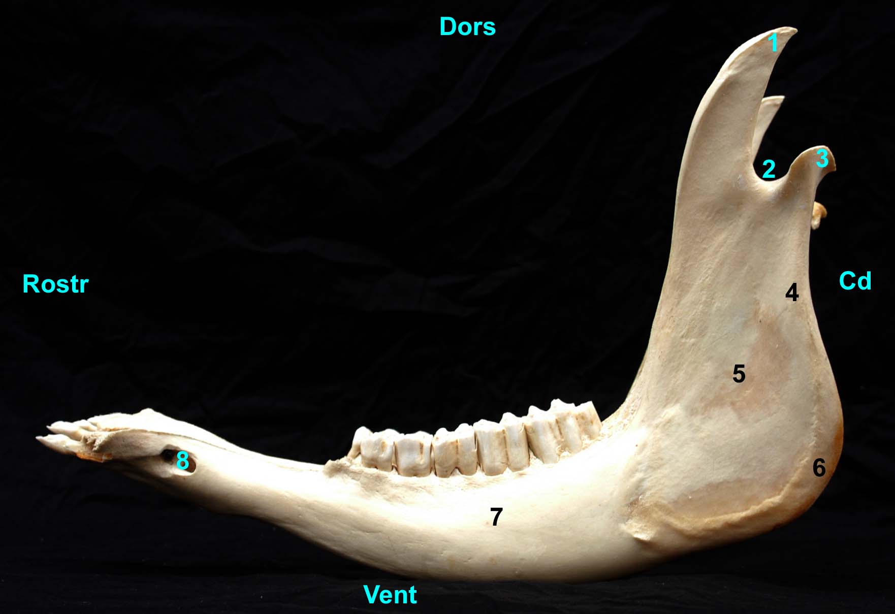 mandibule de bovin vue latérale