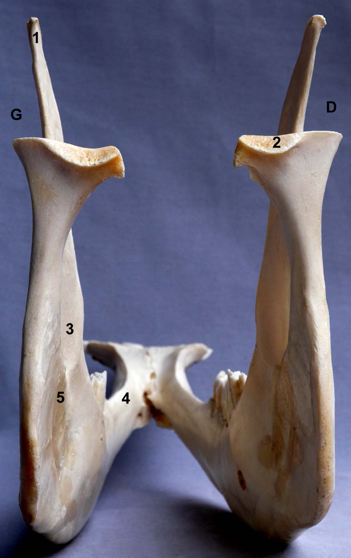 mandibule de bovin vue caudale