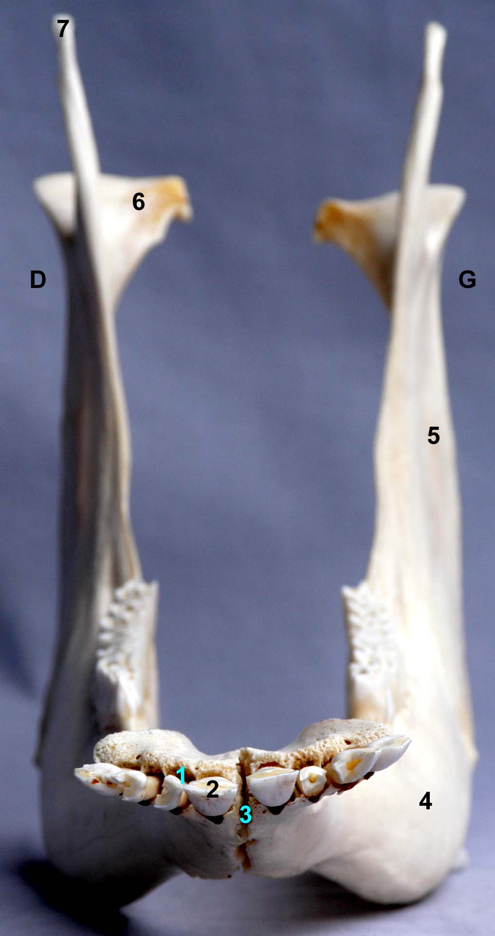 mandibule de bovin vue rostrale