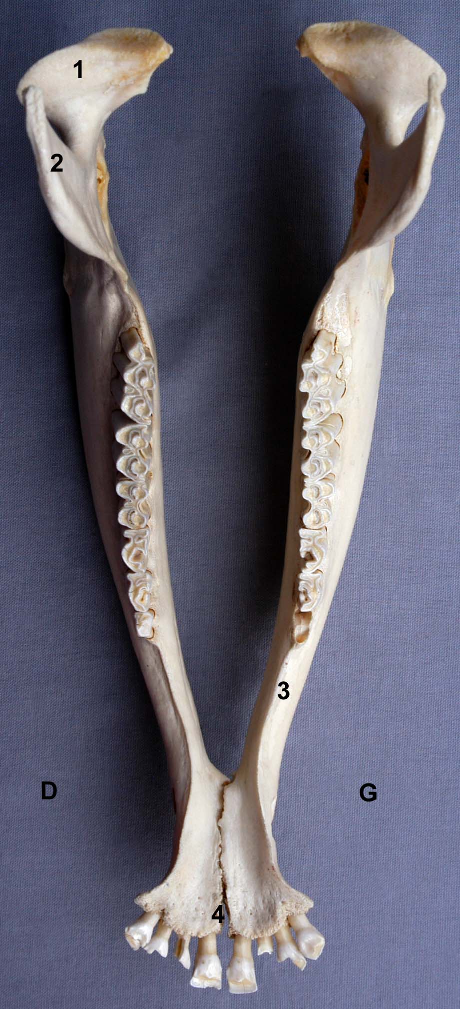 mandibule de bovin vue dorsale
