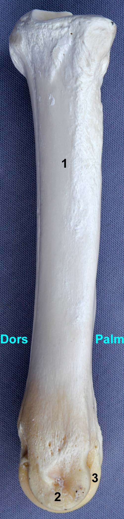 métacarpe de bovin vue latérale