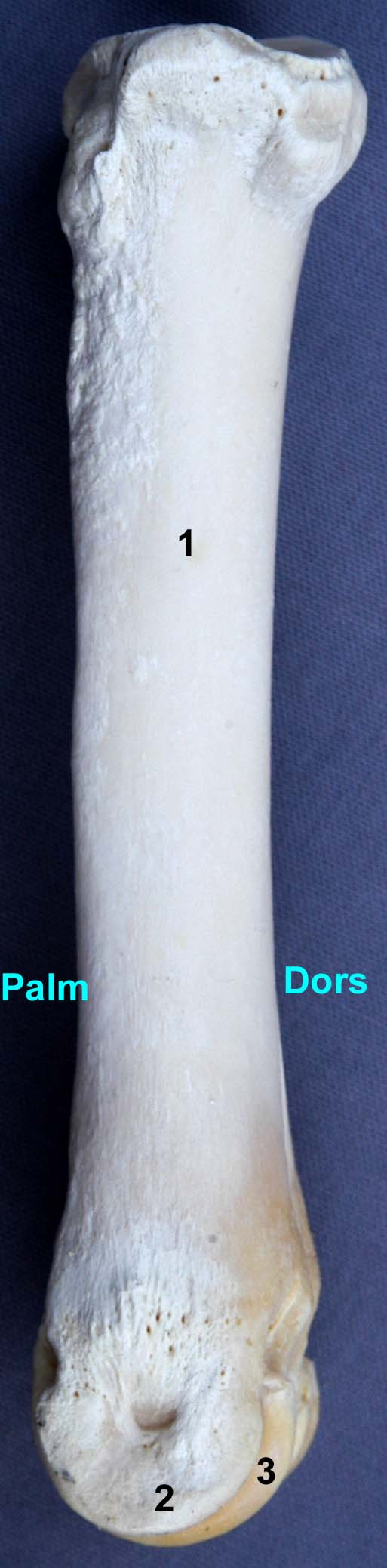 métacarpe de bovin vue médiale