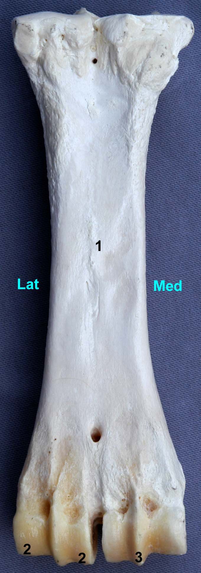métacarpe de bovin vue palmaire