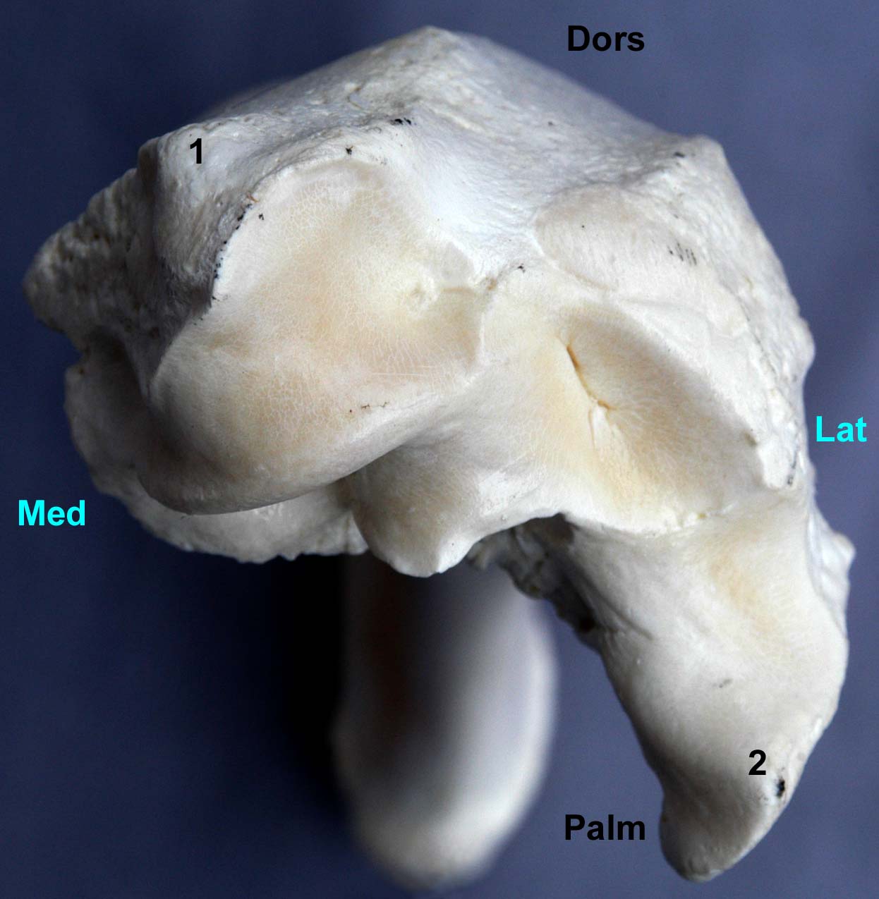 radius-ulna de bovin vue distale