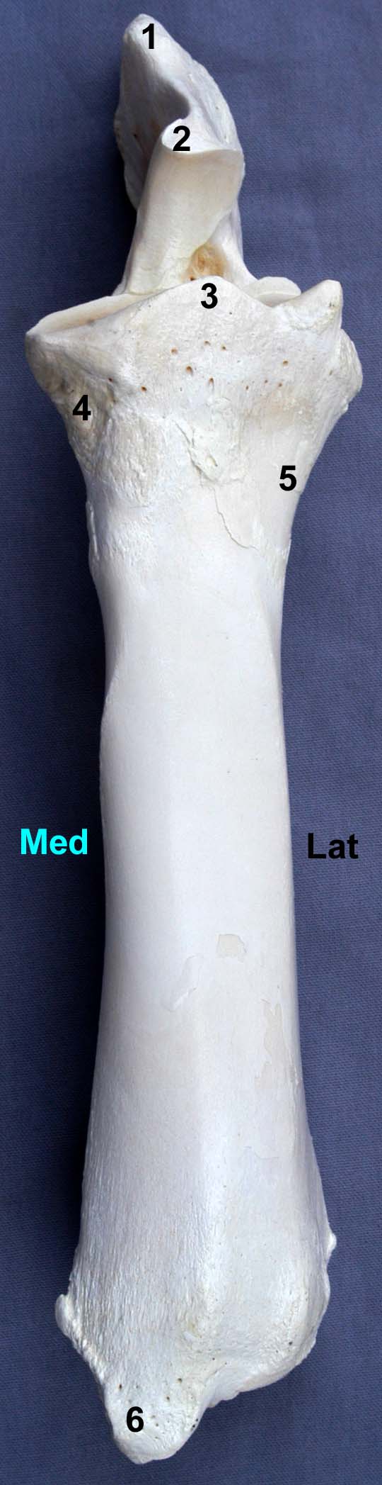 radius-ulna de bovin vue dorsale