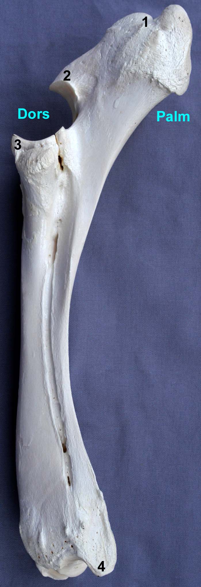 radius-ulna de bovin vue latérale