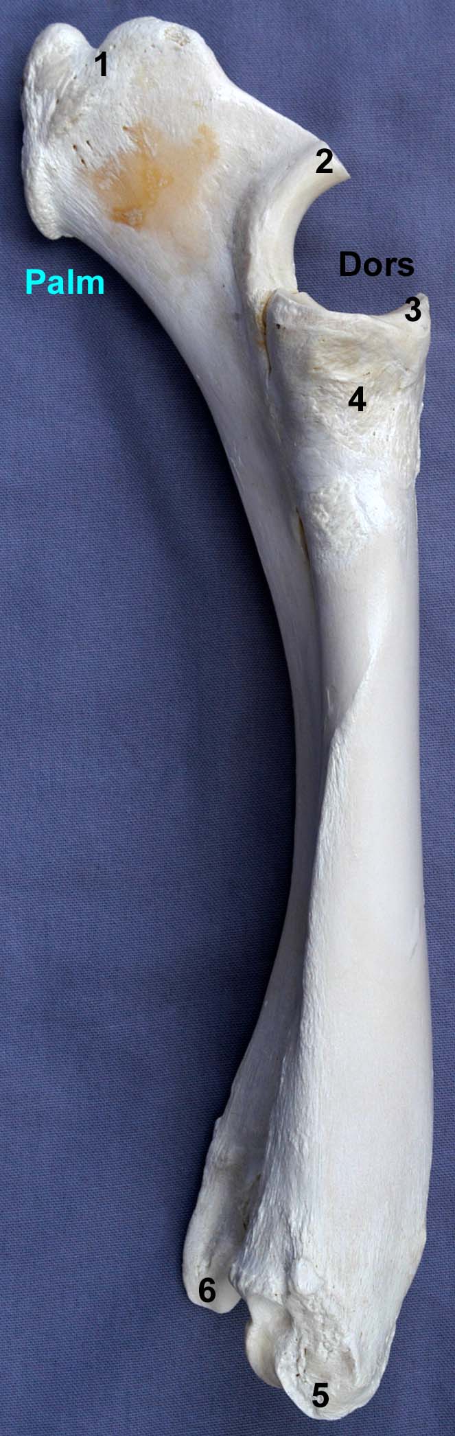 radius-ulna de bovin vue médiale