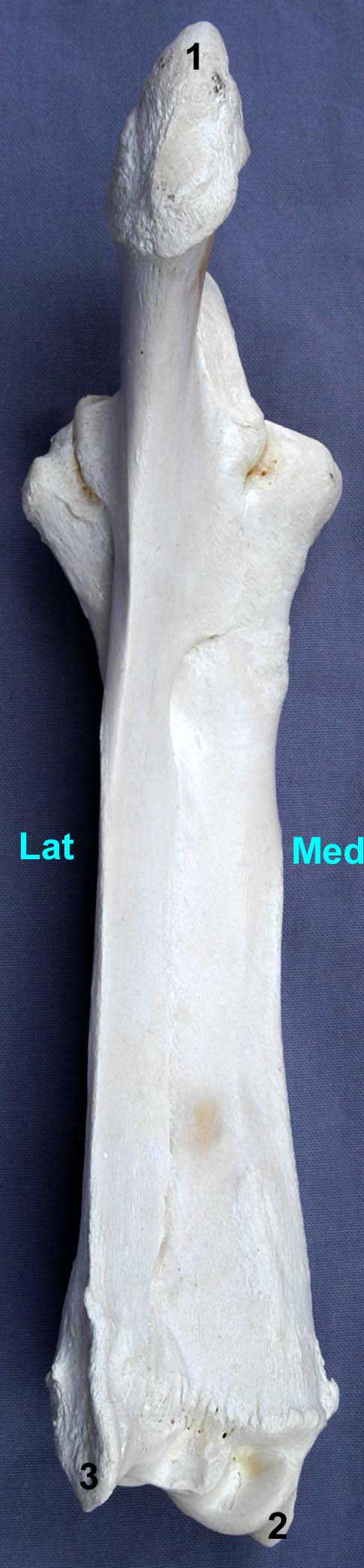 radius-ulna de bovin vue palmaire