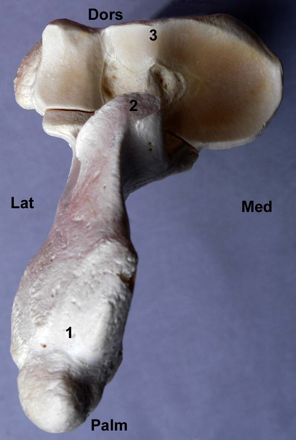 radius-ulna de bovin vue proximale