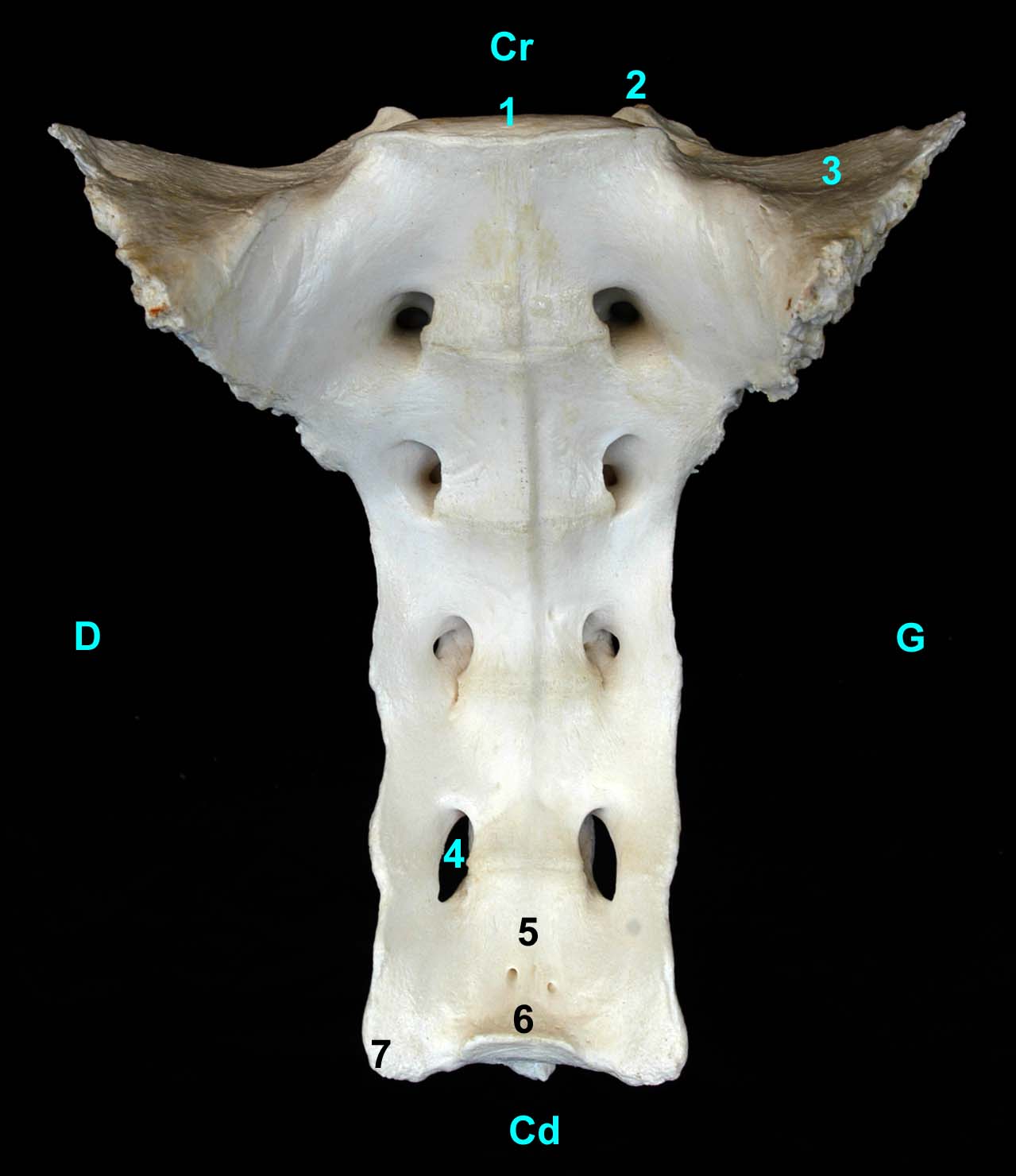 os sacrum de bovin vue ventrale