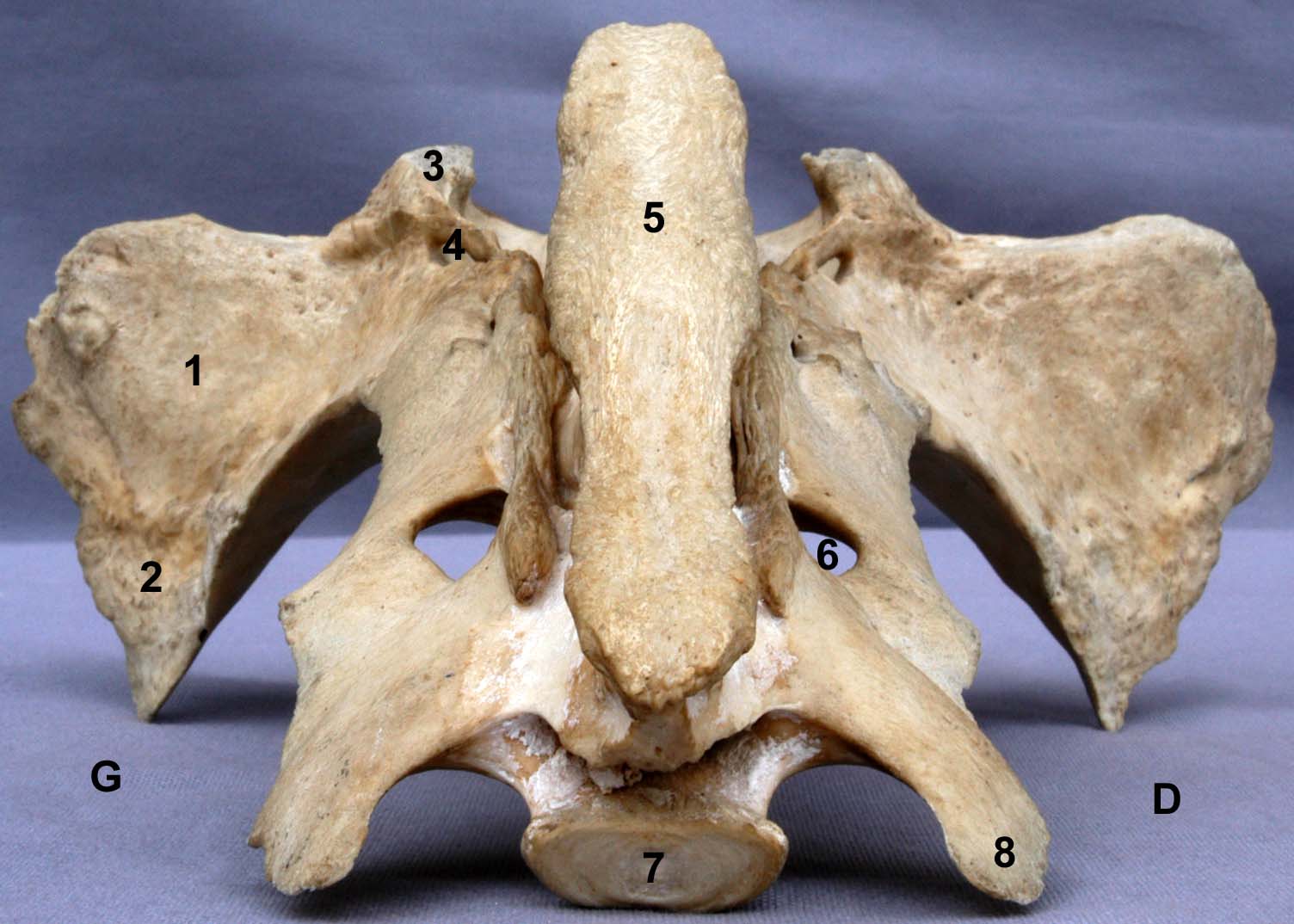 os sacrum de bovin vue caudale