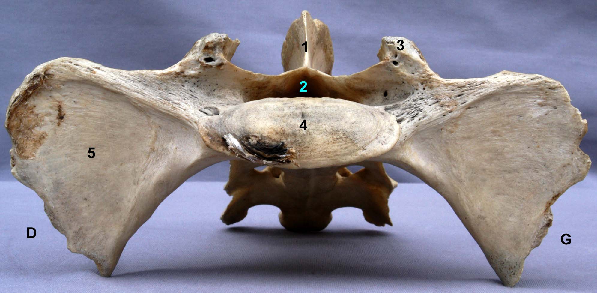 os sacrum de bovin vue crâniale