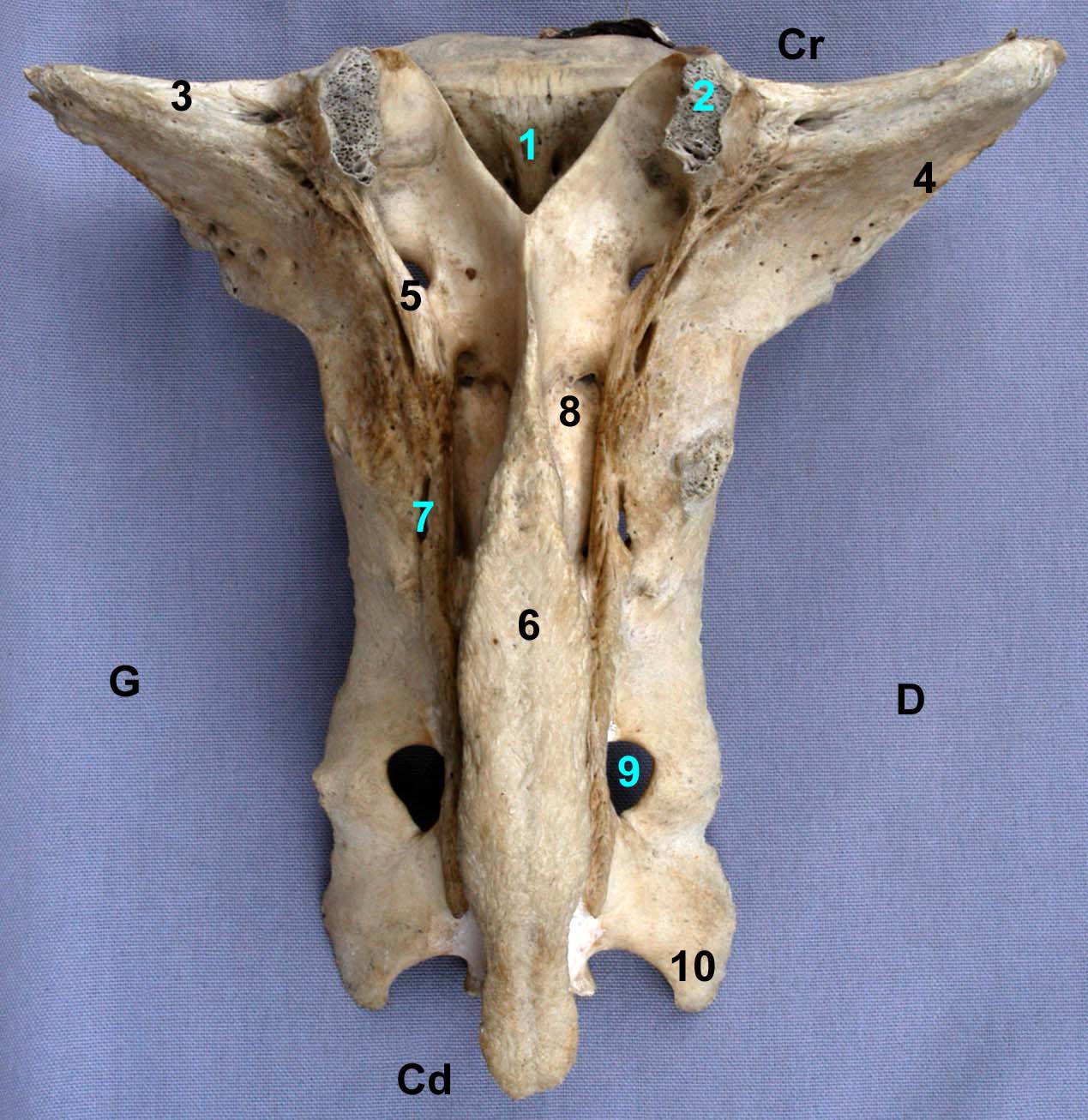 os sacrum de bovin vue dorsale
