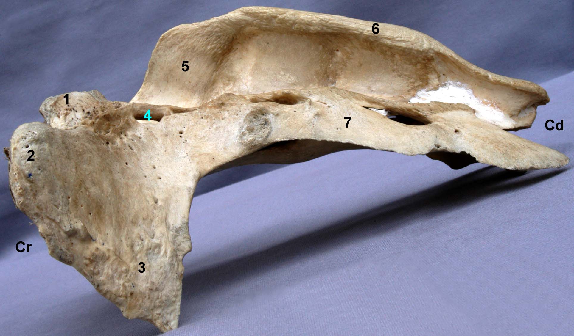 os sacrum de bovin vue latérale
