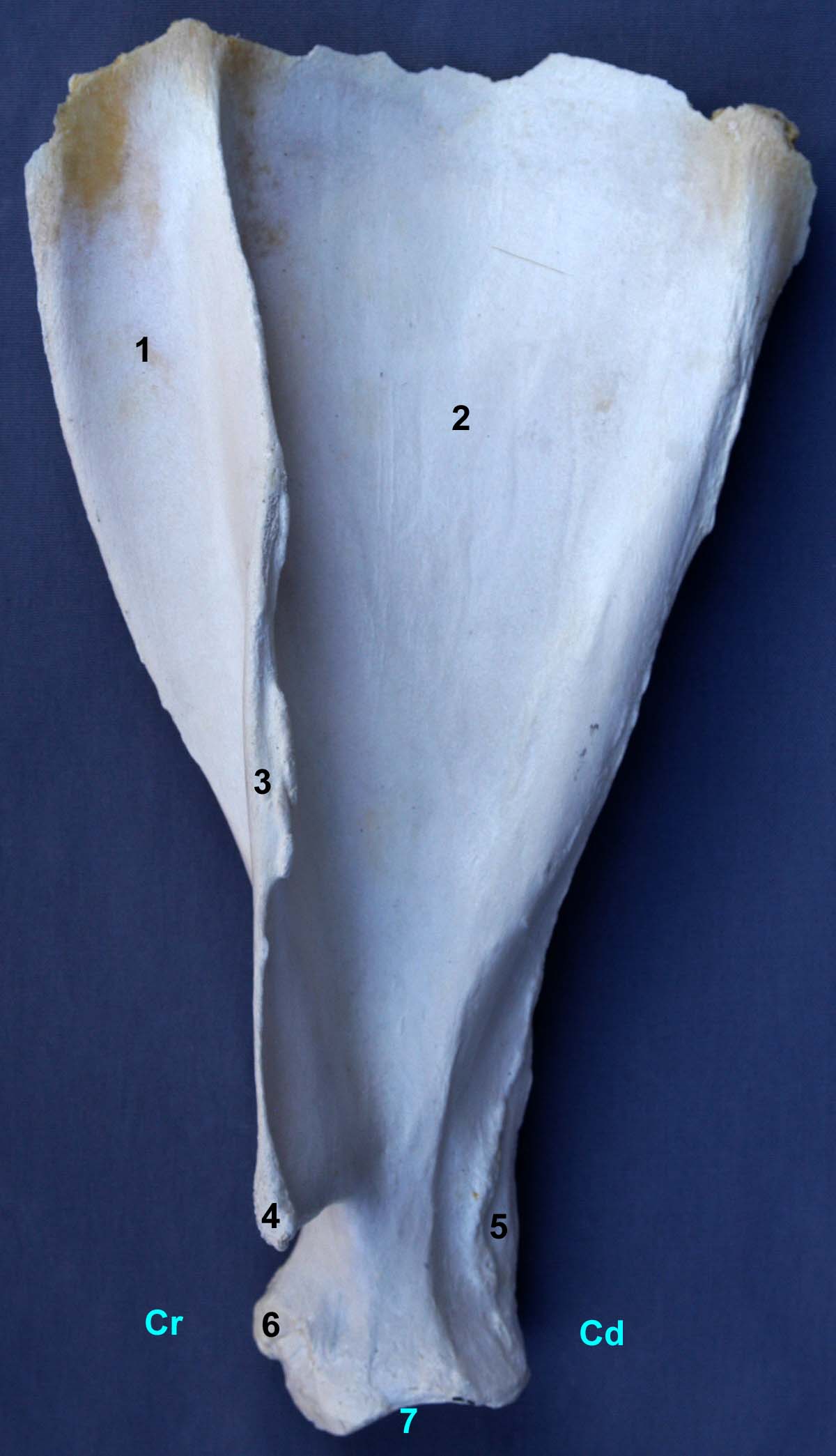 scapula de bovin vue latérale