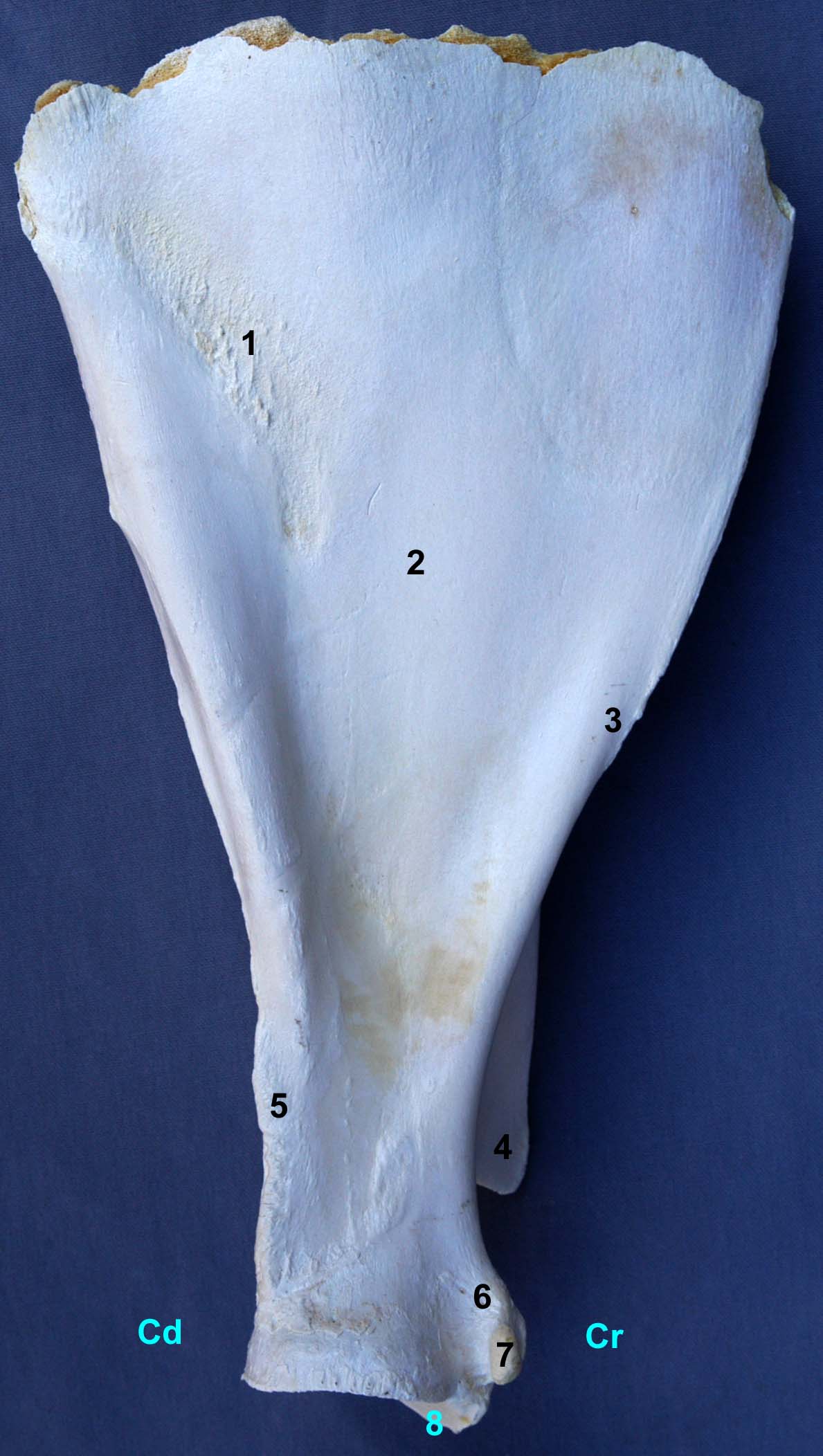 scapula de bovin vue médiale