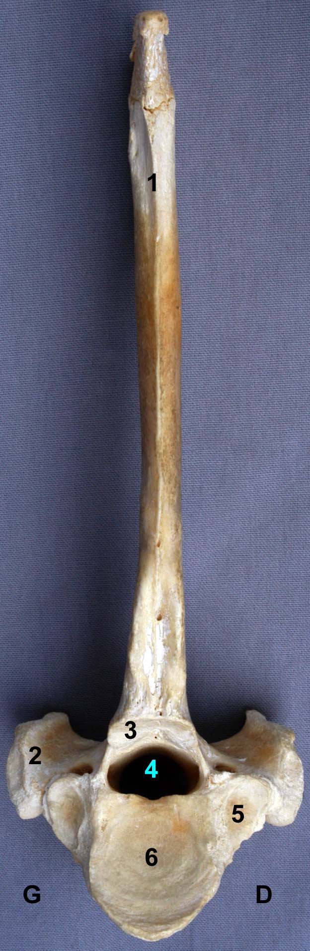 vertèbre thoracique de bovin vue caudale