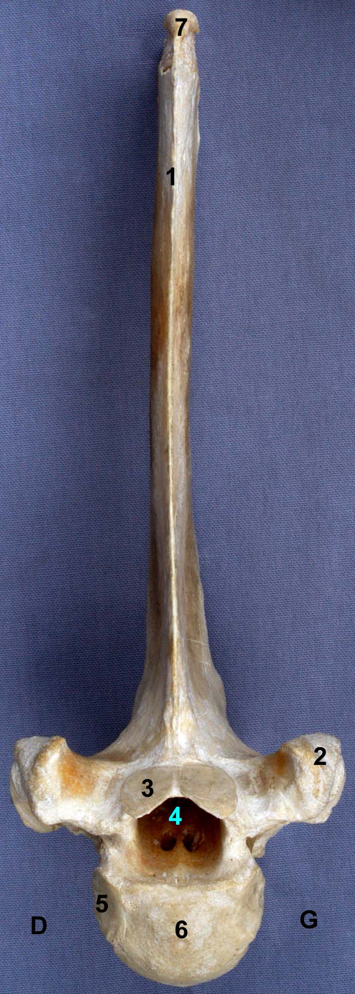 vertèbre thoracique de bovin vue crâniale
