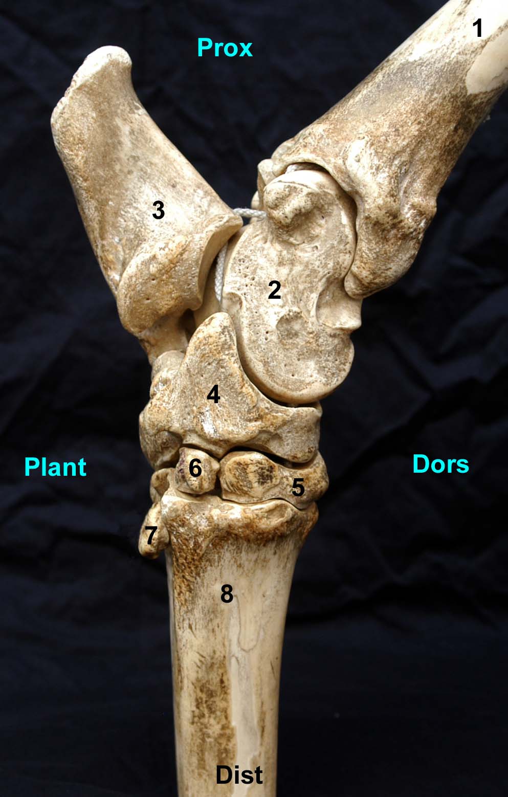 tarse de bovin vue médiale
